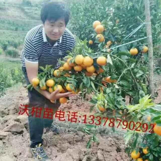 利信农业沃柑基地苗场