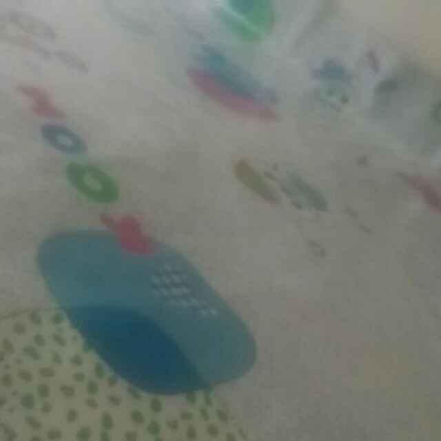 君子兰_221699