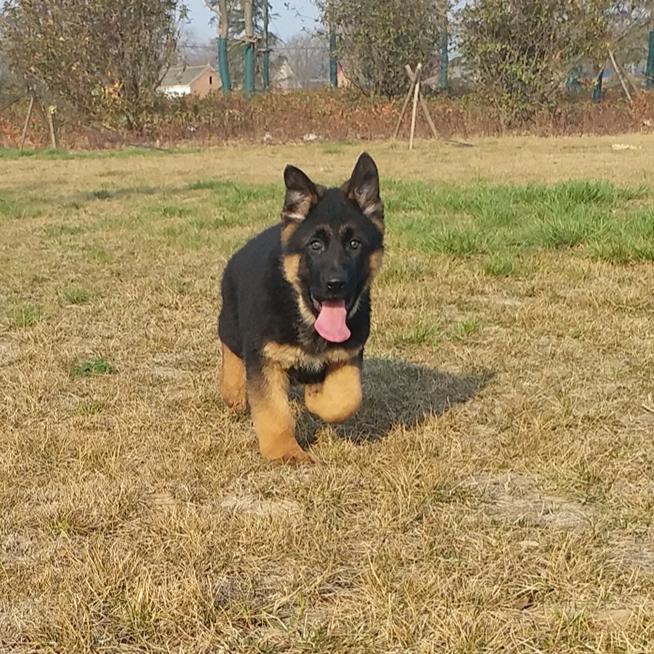 爱德深龙飞德国牧羊犬