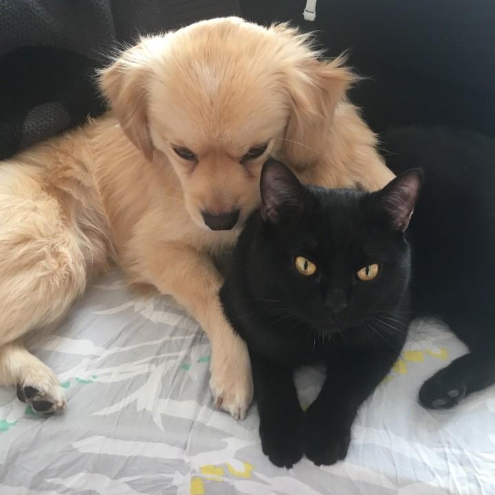 开着飞机追大炮