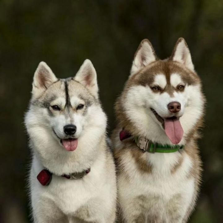 网络小胖（IT）