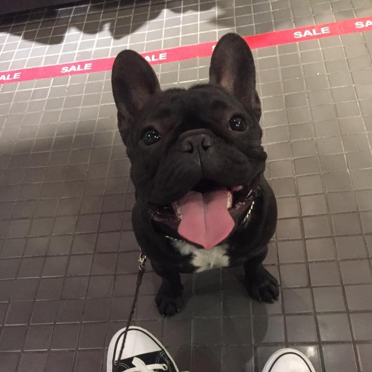 诺比法斗犬舍