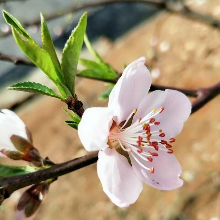小慧