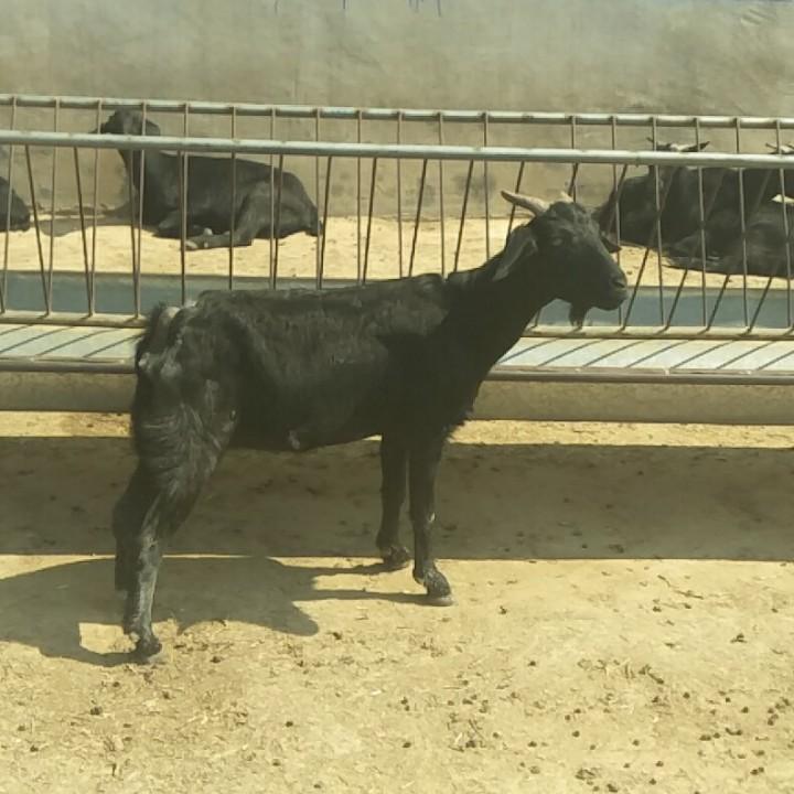 天津和平区乐新宠物店