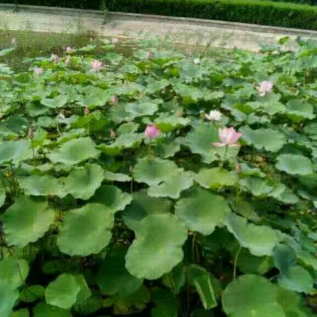 风雨后的彩虹