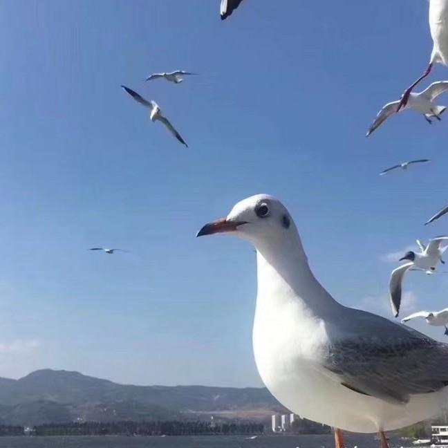 花　　　　   ༽🕊