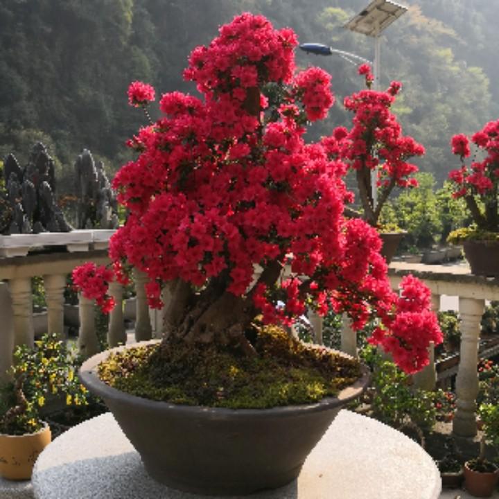 长阳墨韵园艺