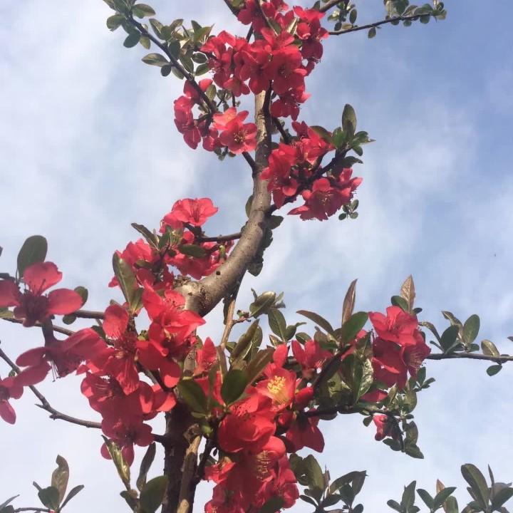 老来乐