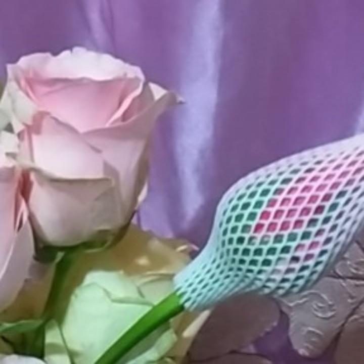 豆豆