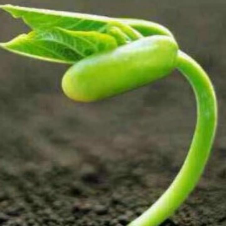豆芽