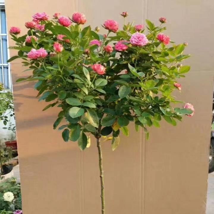 菁晟园艺