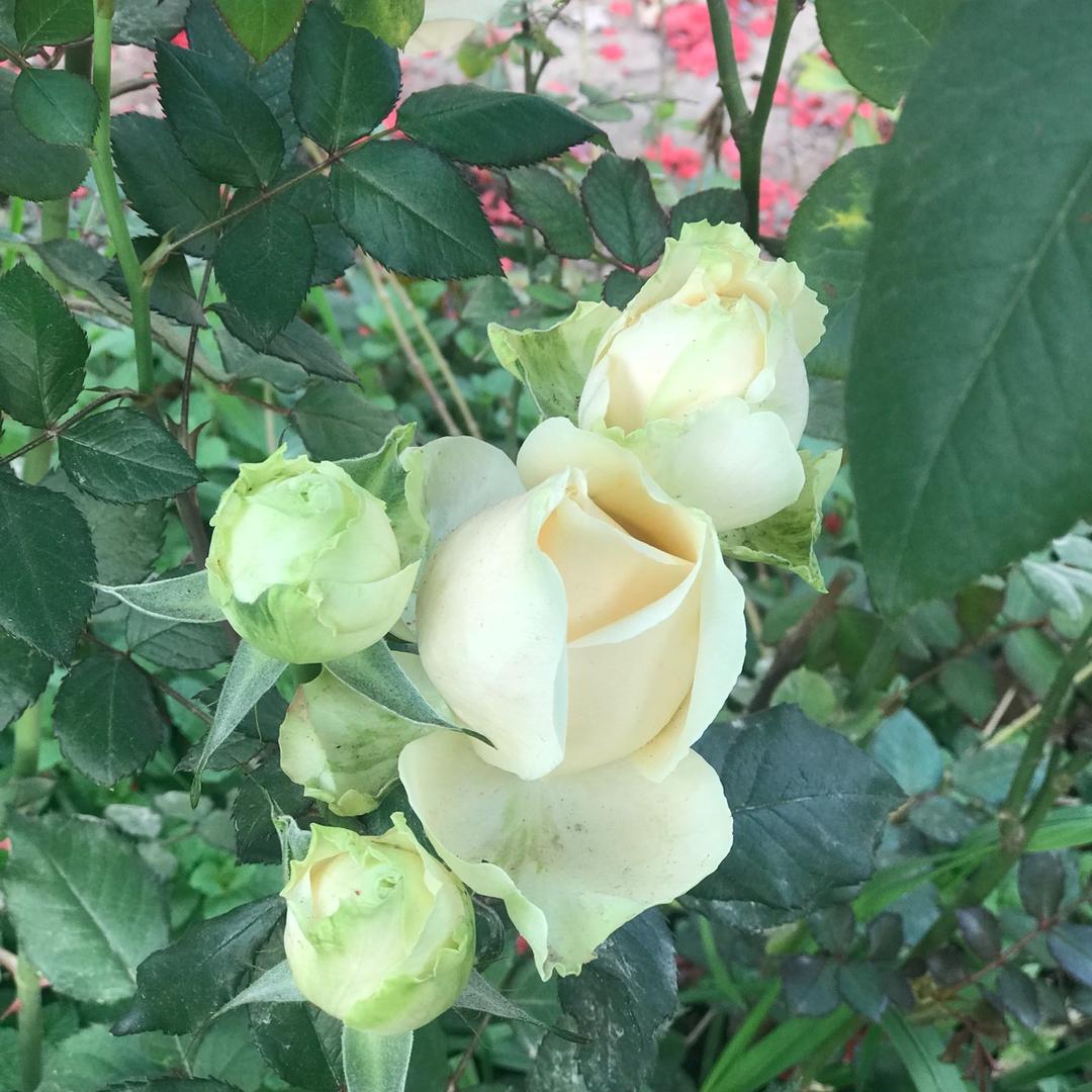 花儿