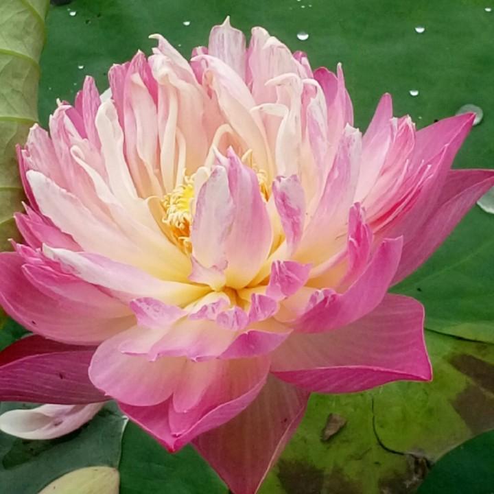 桂家湾乡村印象