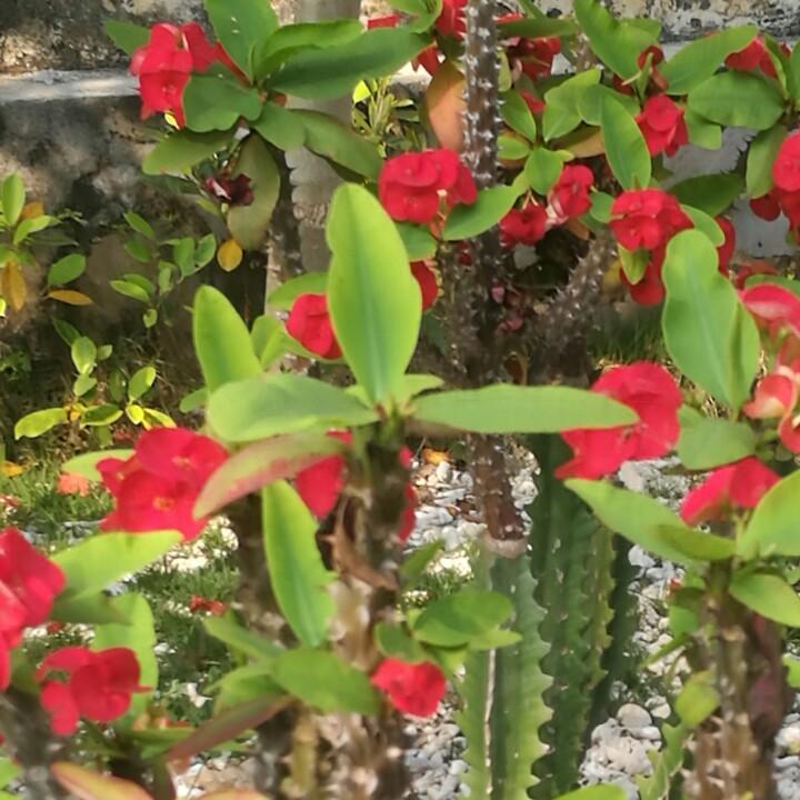 古月