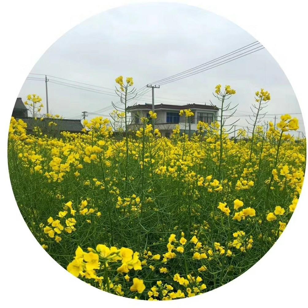 四月   花开