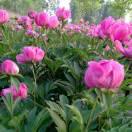 💐幸福，美满🌹