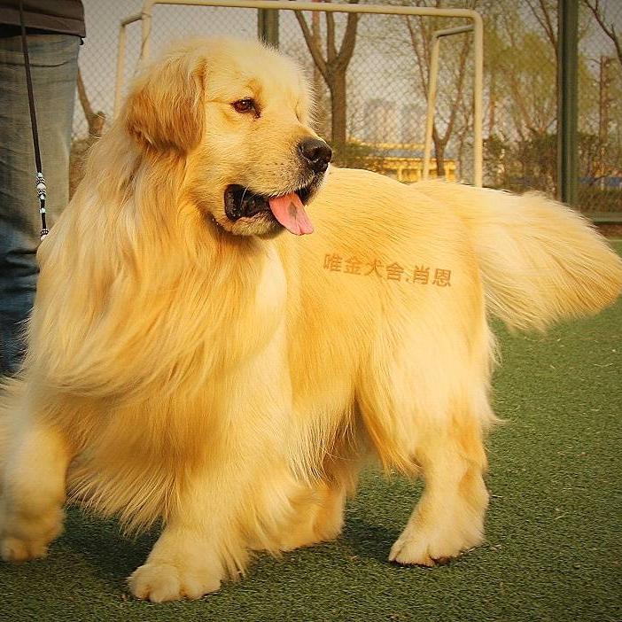 鑫唯金金毛犬舍直播号