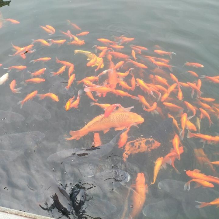 翅膀