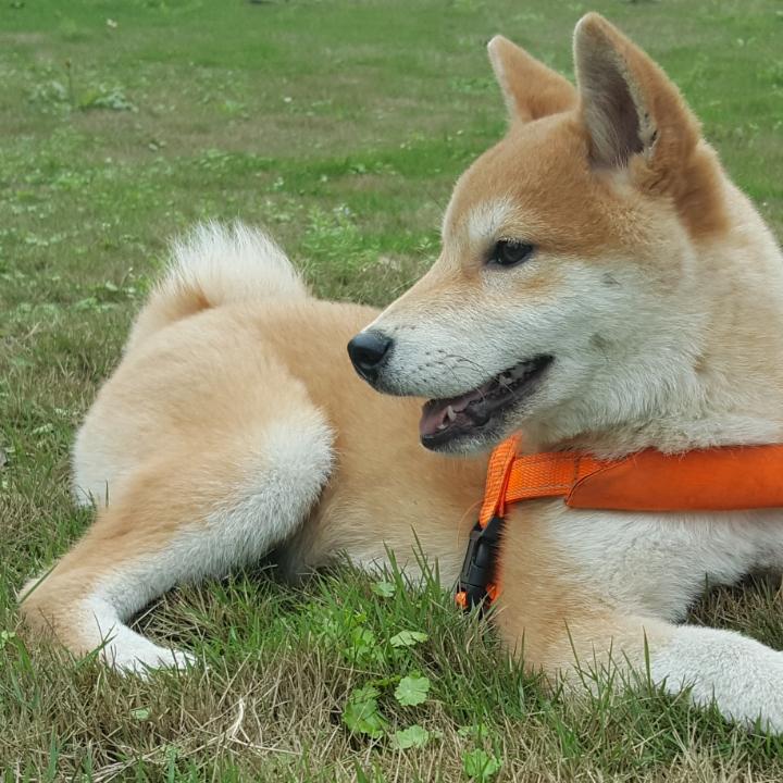阿柴