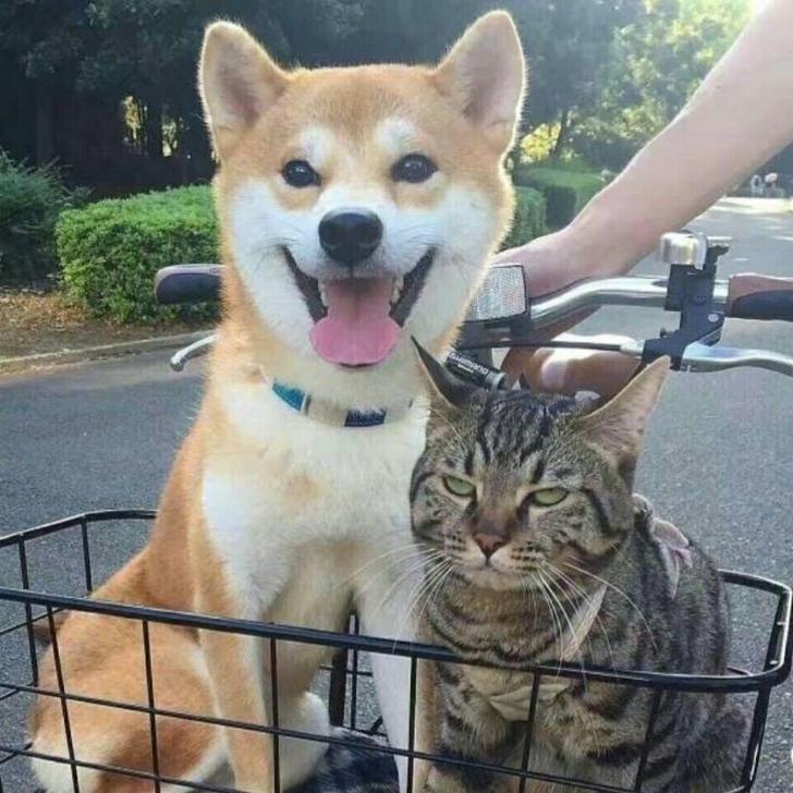 搞个啥吃吃呢