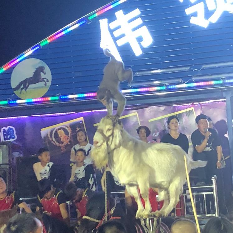 土耳其
