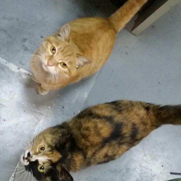 大花花是只猫