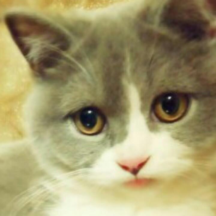 小玉