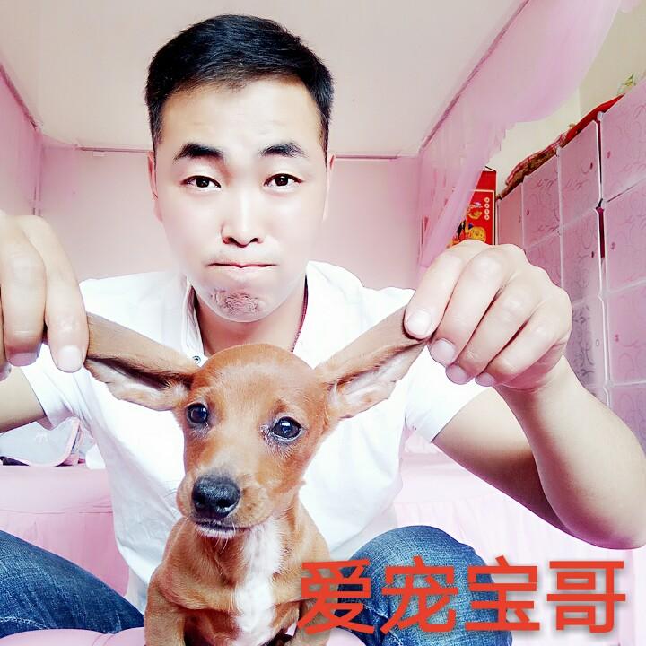 爱宠宝哥