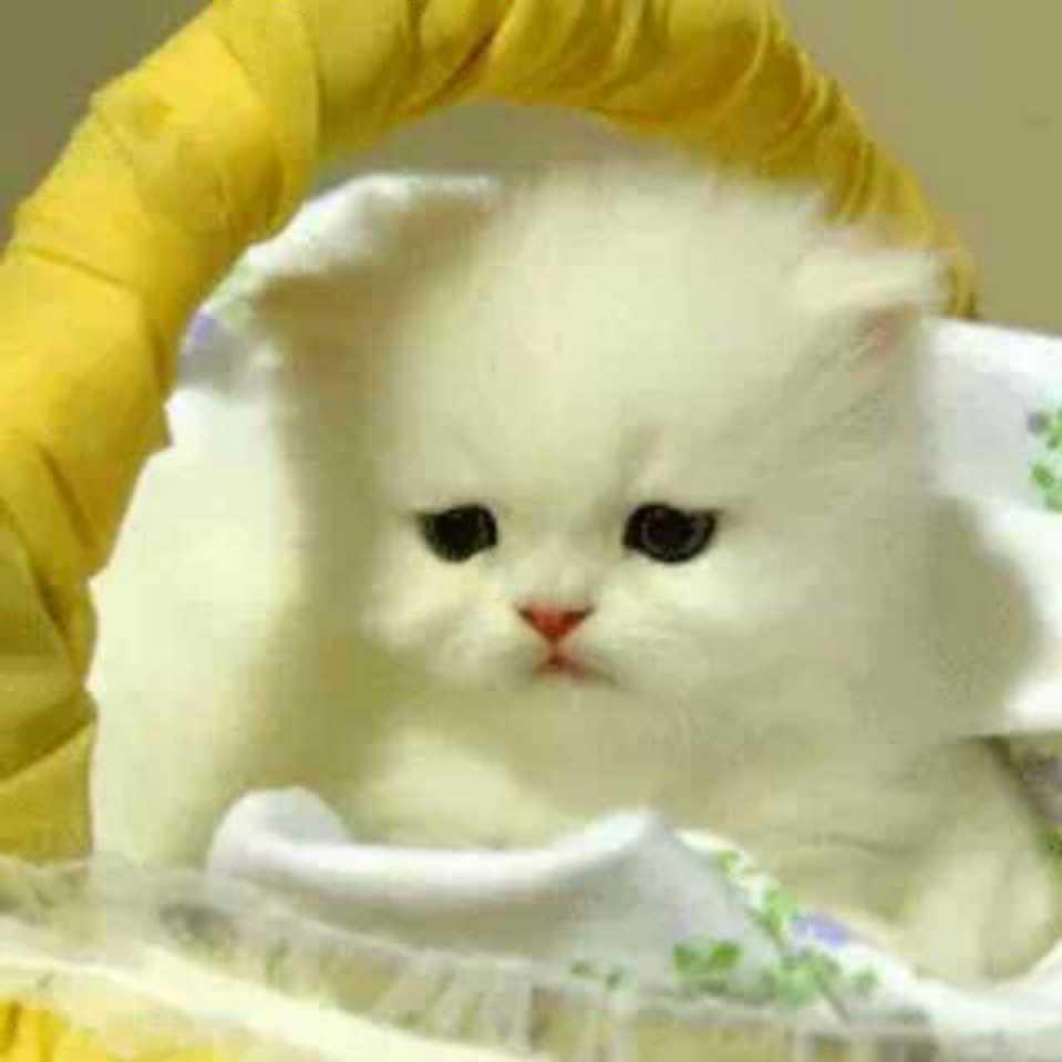 春暖花开6970255782202