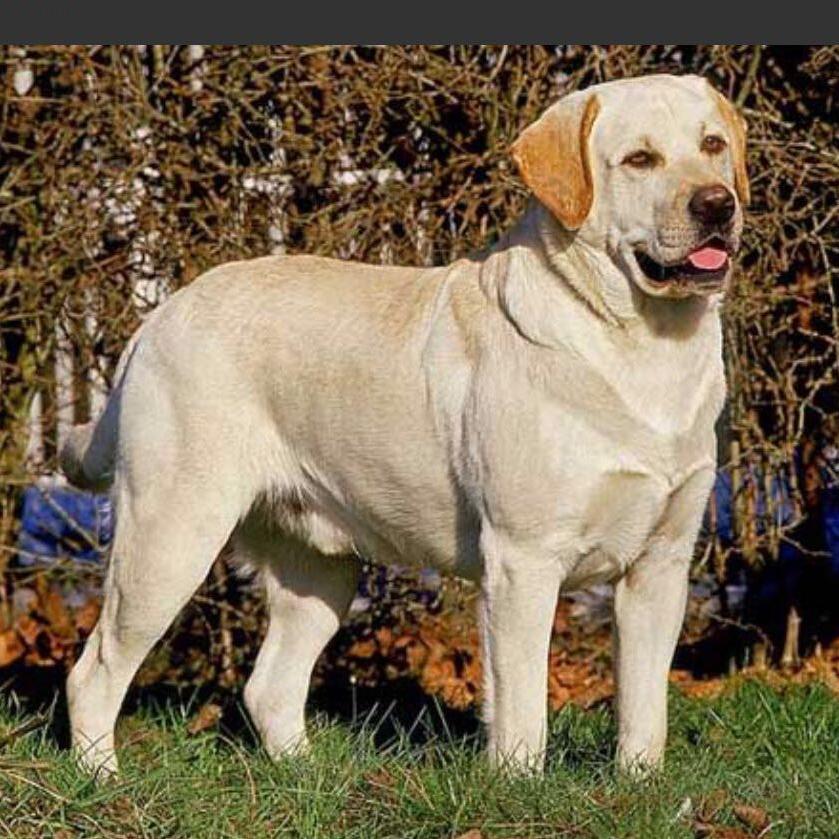 𝑴𝒚 𝑩𝒆𝒂𝒖 🥨