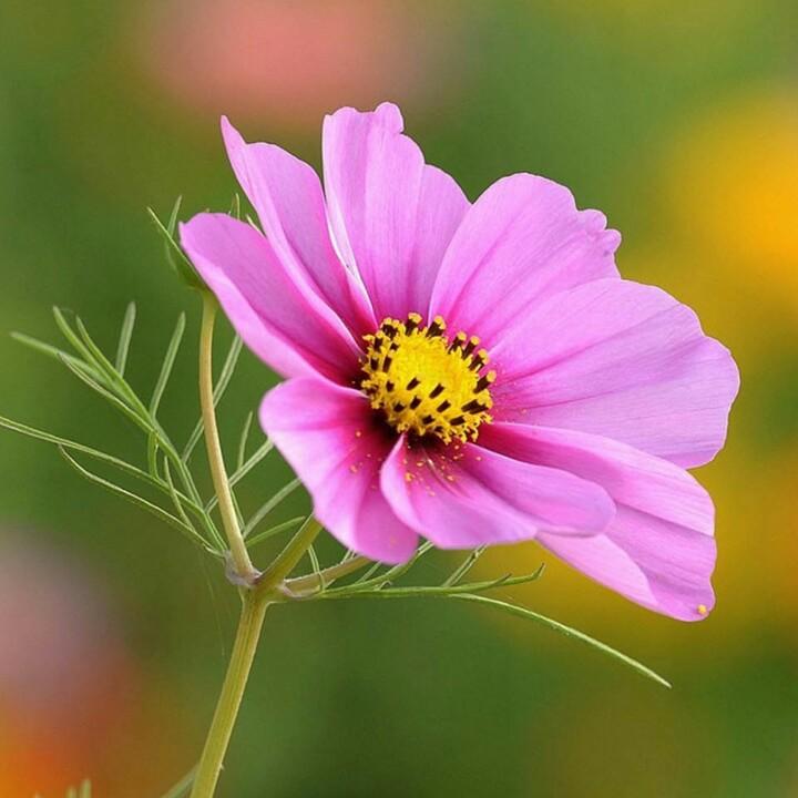 姚