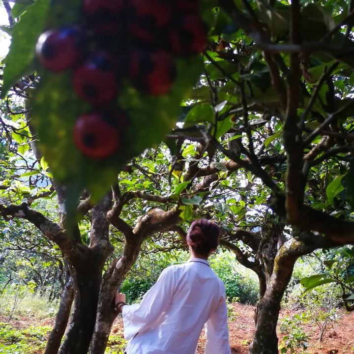 林润祥茶业·陈玉莲