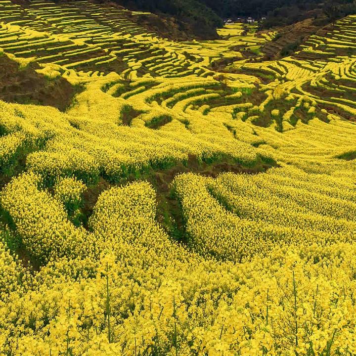 牛油果直销。