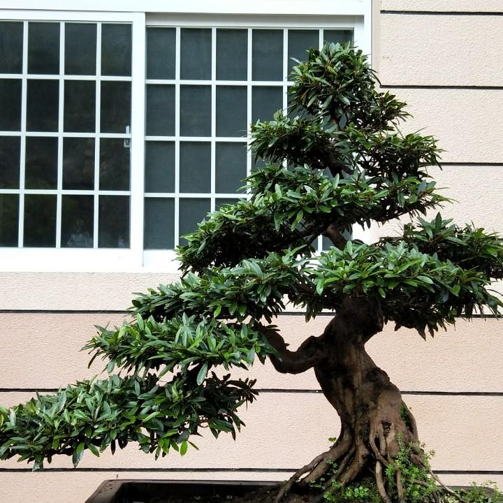 郑伟园艺（世佳园艺）