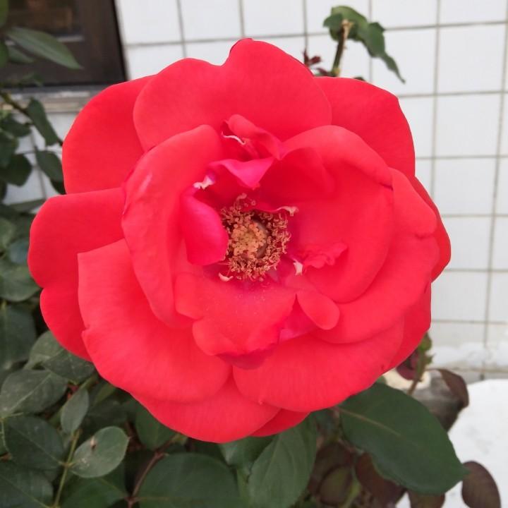 珠珠～