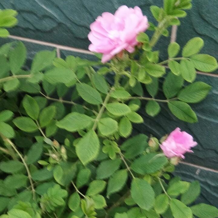 相伴一生
