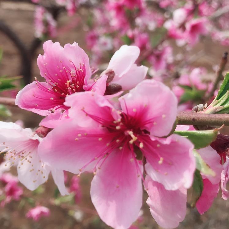 🌸。