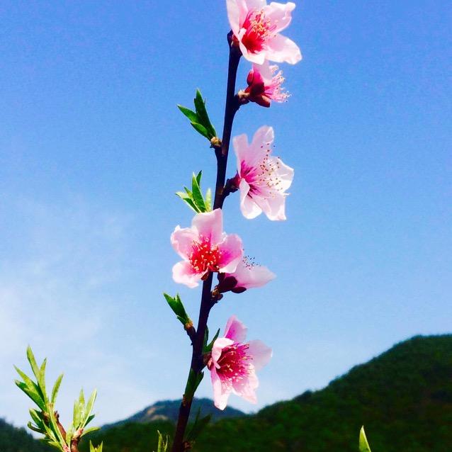 清风乱翻书