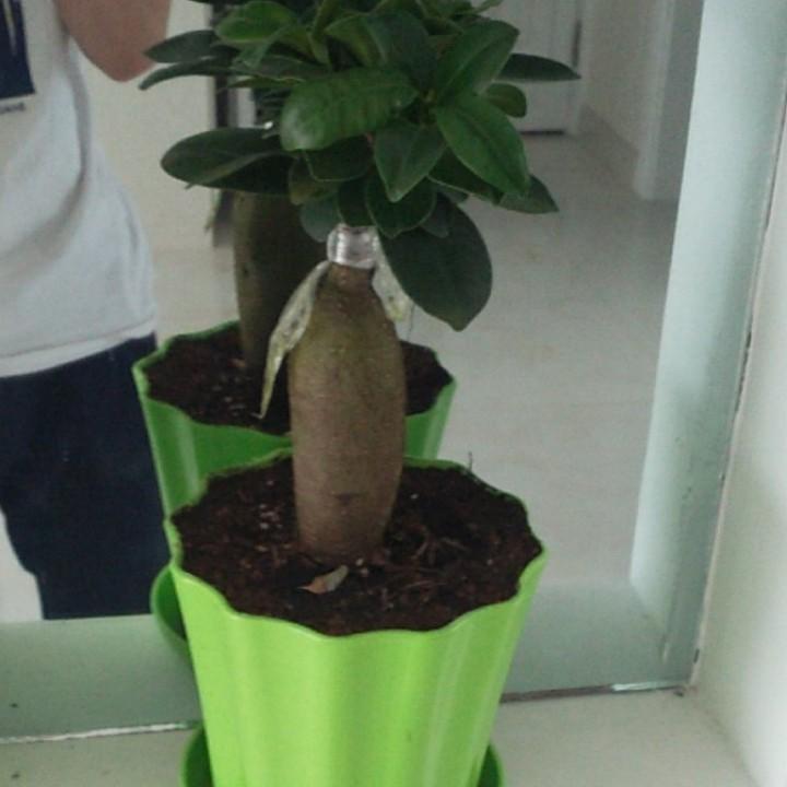 头衔就叫小哥哥