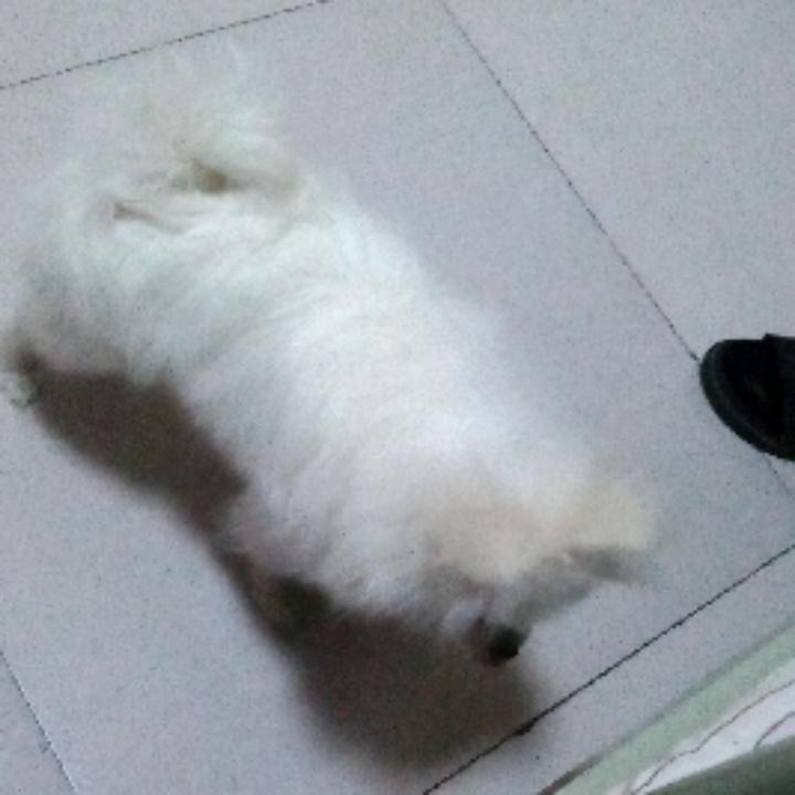 紫媛