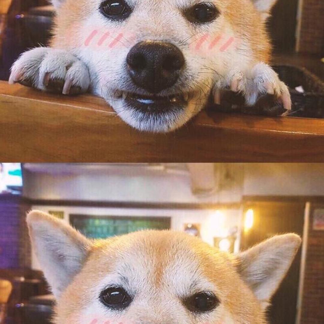 舍得