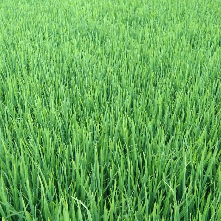 草将