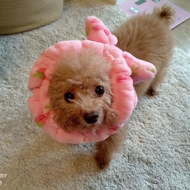 潘大帅（夜宵杯）@抖音