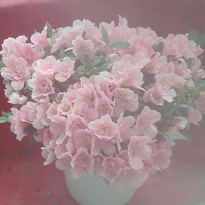 彦燕