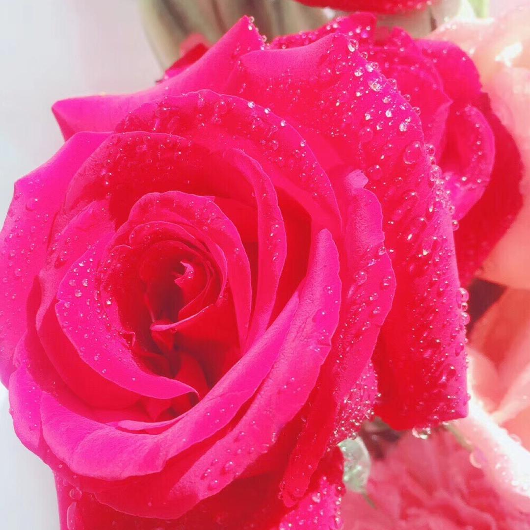 🌸小妮儿🌼