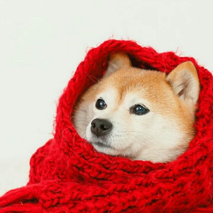 三石弟弟
