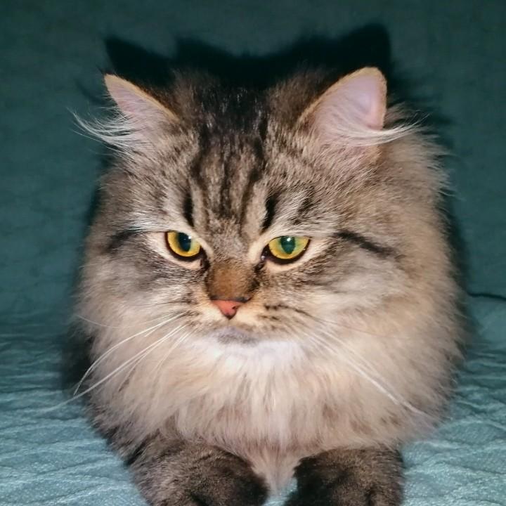 Joshua