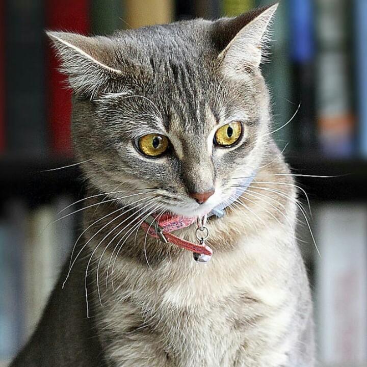 夏末