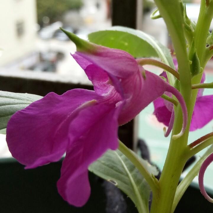 🎀连天射白鹿🎀