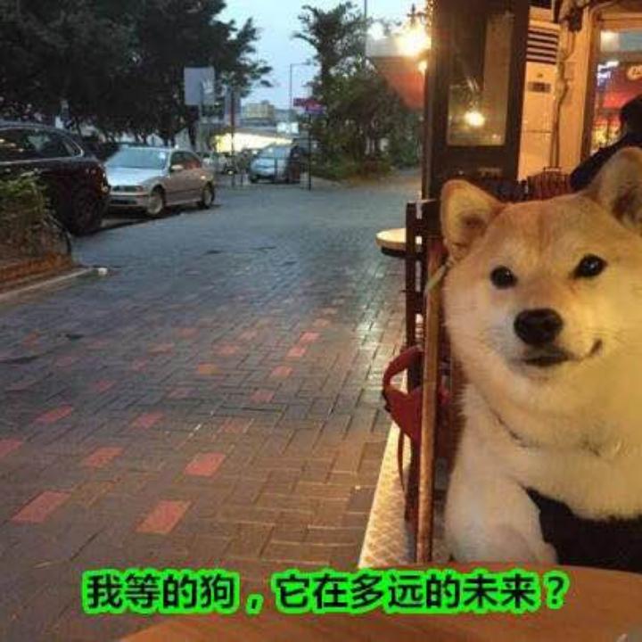汪汪汪～